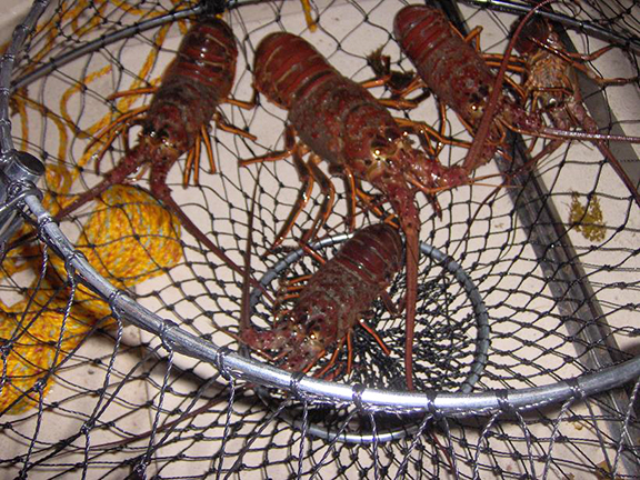 New Regulations for Recreational Lobster Fishing, Report Card